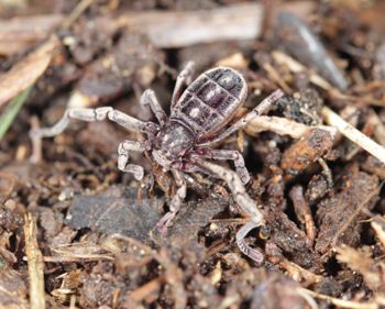 Media type: image;   Invertebrate Zoology 53025